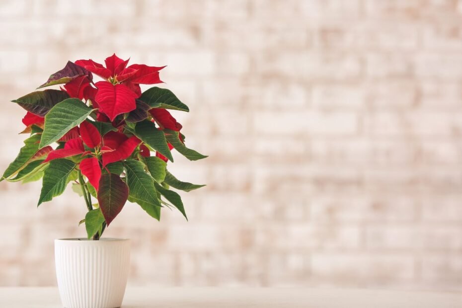 Puansetija – Kalėdų žvaigždė: ką daryti, kad žydėtų per šventes?