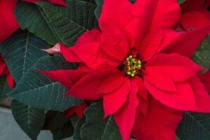 Puansetija – ne Kalėdų žvaigždė, o kraujo gėlė. Kas slepiasi už jos raudonų lapų?