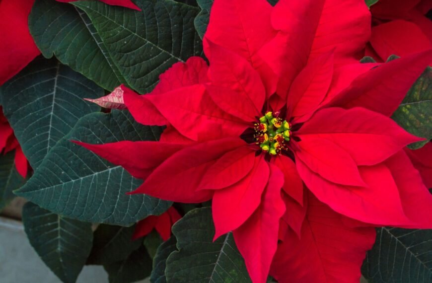 Puansetija – ne Kalėdų žvaigždė, o kraujo gėlė. Kas slepiasi už jos raudonų lapų?