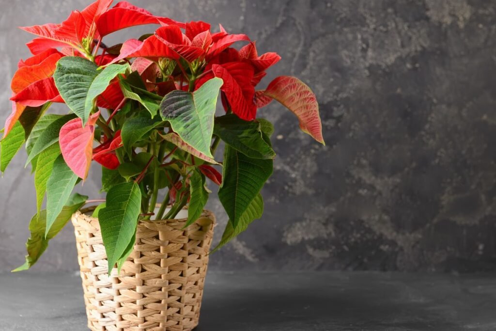 Kaip pasiekti, kad puansetija žydėtų per Kalėdas?