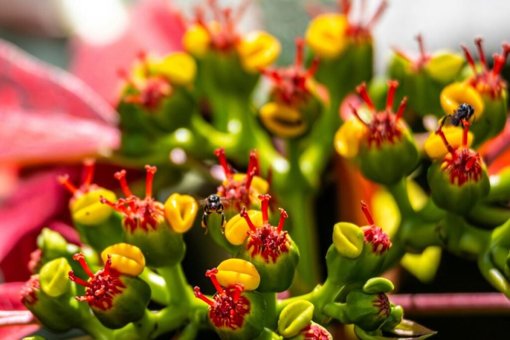 Puošnioji karpažolė ir saugumas