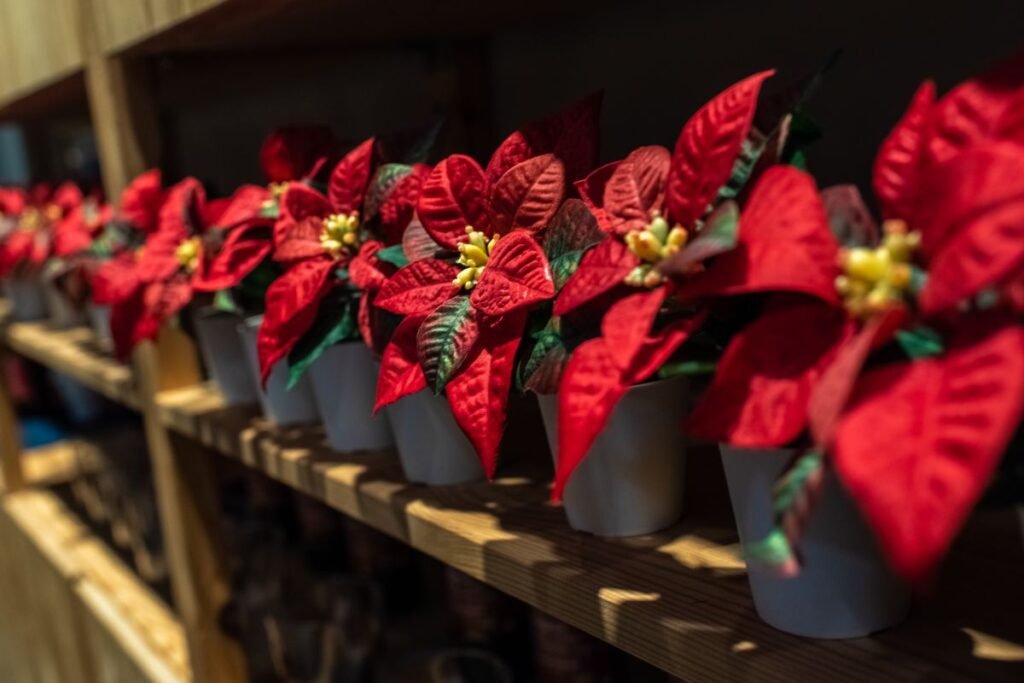 Gruodžio 12-oji – ne Kalėdos, o cuetlaxochitl diena