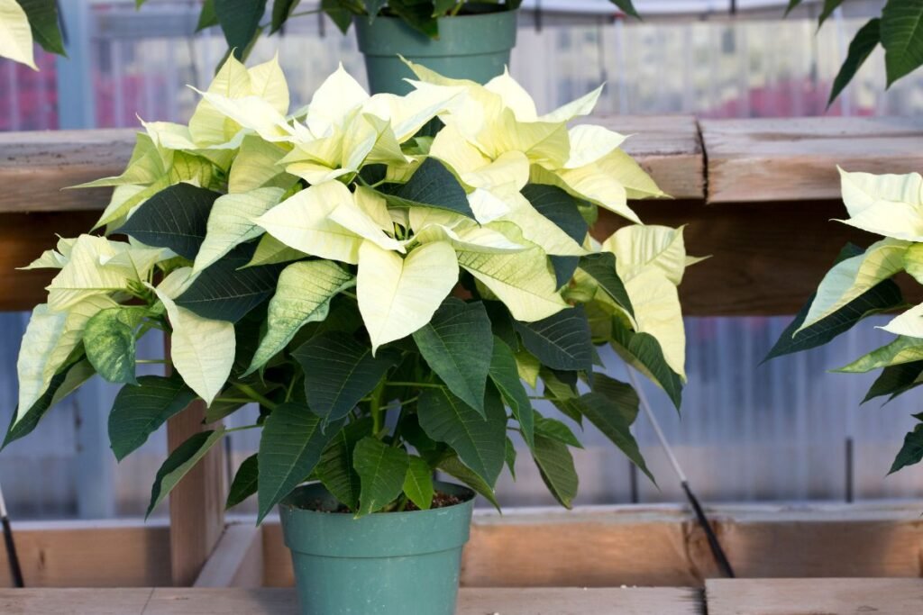 Kaip pasirinkti sveiką puansetiją?