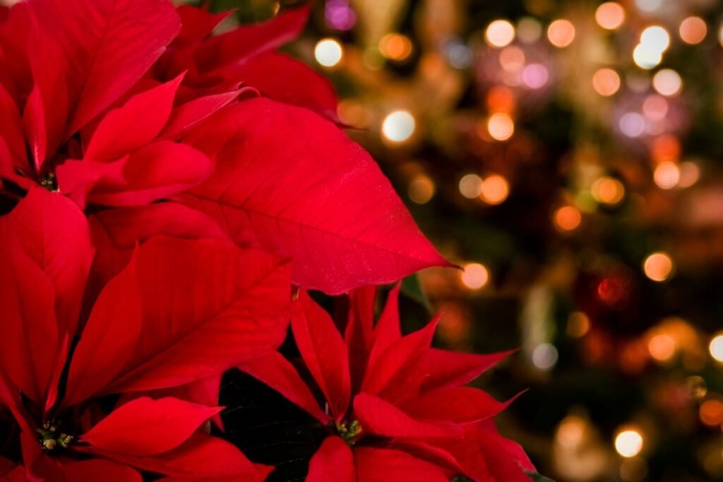 Pepitos stebuklas: kaip puansetija tapo Kalėdų gėle?