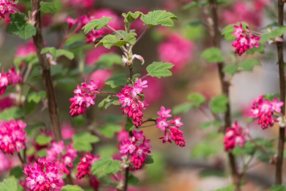 Raudonžiedis serbentas Ribes sanguineum | Derlingas.lt Raudonžiedis serbentas Ribes sanguineum