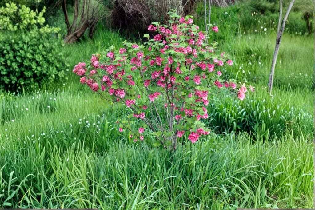 Raudonžiedis serbentas Ribes sanguineum2 | Derlingas.lt Raudonžiedis serbentas Ribes sanguineum