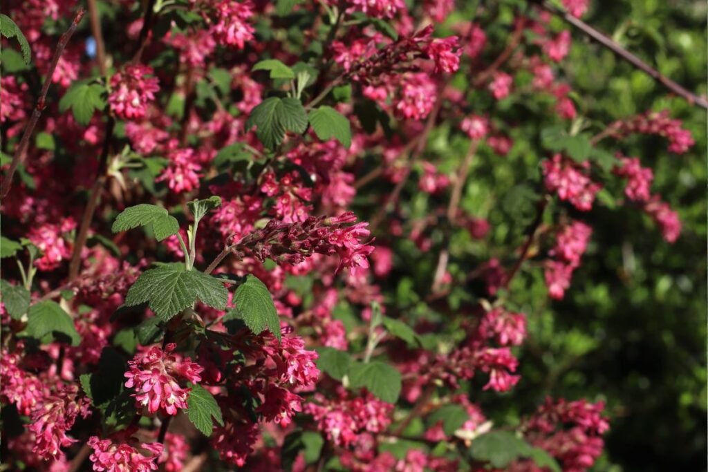 Raudonžiedis serbentas Ribes sanguineum ir jo gyvatvorė | Derlingas.lt Raudonžiedis serbentas Ribes sanguineum ir jo gyvatvorė