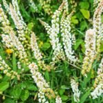 Razeta – nelabai populiari, tačiau itin kvapni. Kuo išskirtinė ir kaip auginama?