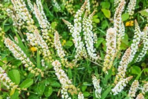 Razeta – nelabai populiari, tačiau itin kvapni. Kuo išskirtinė ir kaip auginama?