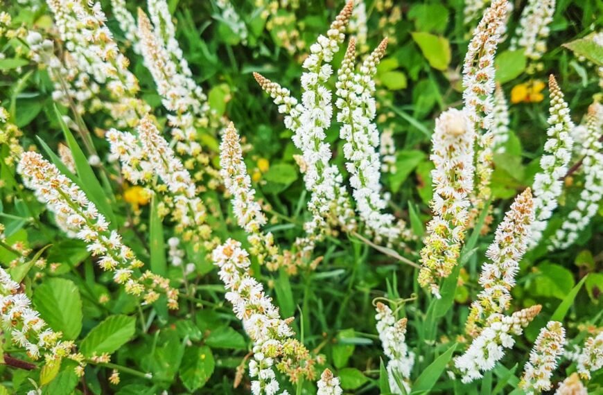 Razeta – nelabai populiari, tačiau itin kvapni. Kuo išskirtinė ir kaip auginama?