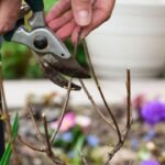 Daugiamečių augalų rudeninis genėjimas: ką nukirpti, o ką palikti?