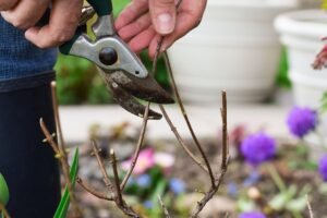 Daugiamečių augalų rudeninis genėjimas: ką nukirpti, o ką palikti?