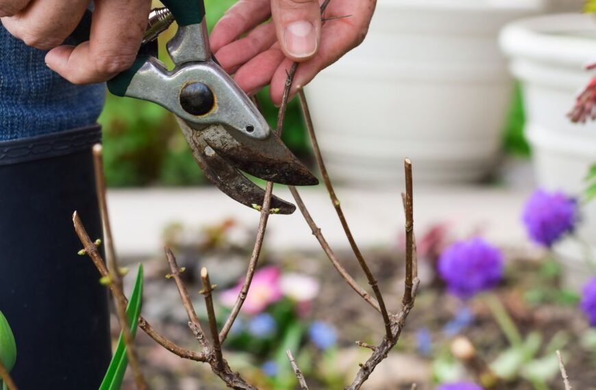 Daugiamečių augalų rudeninis genėjimas: ką nukirpti, o ką palikti?