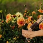 Daugiamečių augalų rudeninis genėjimas: ką nukirpti, o ką palikti?