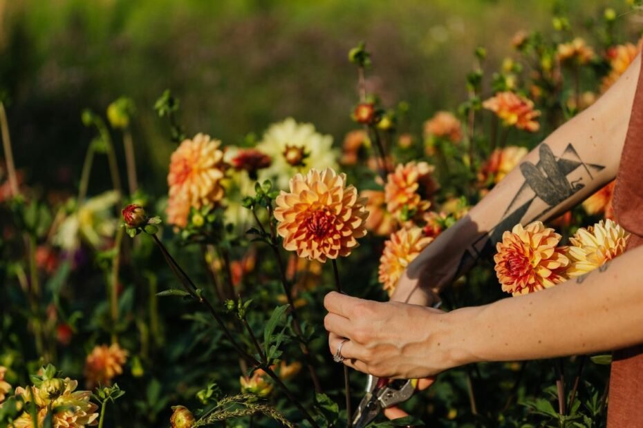 Daugiamečių augalų rudeninis genėjimas: ką nukirpti, o ką palikti?