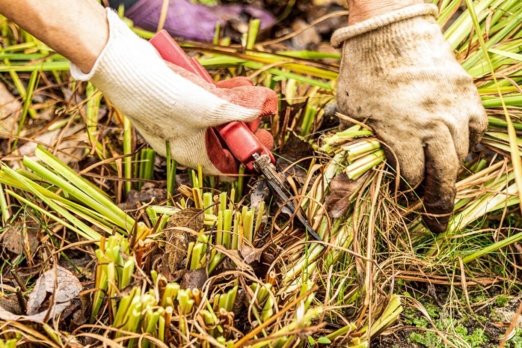 Kam rudeninis genėjimas būtinas?