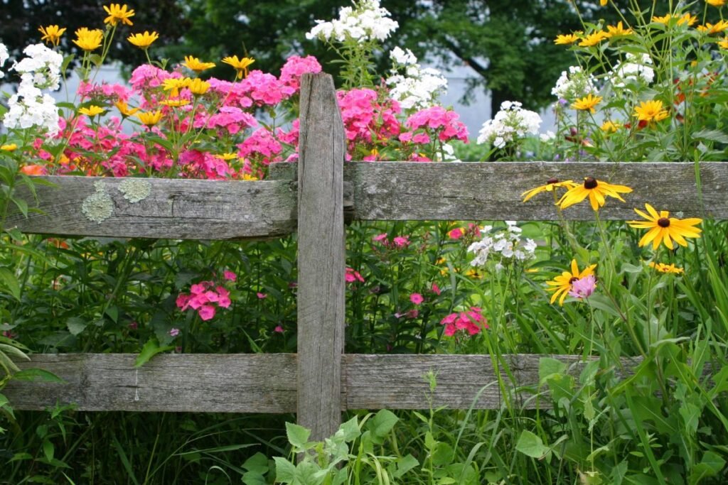 Augalai, kuriems rudeninis genėjimas – tabu