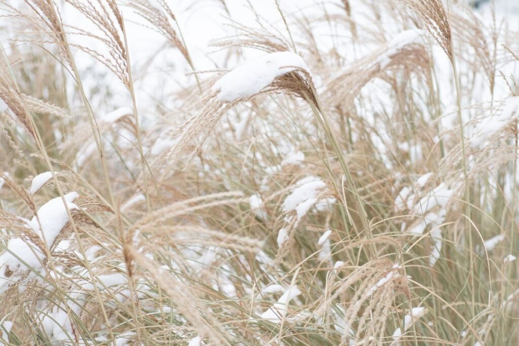 Gražuoliai, kurie puošia sodą žiemą