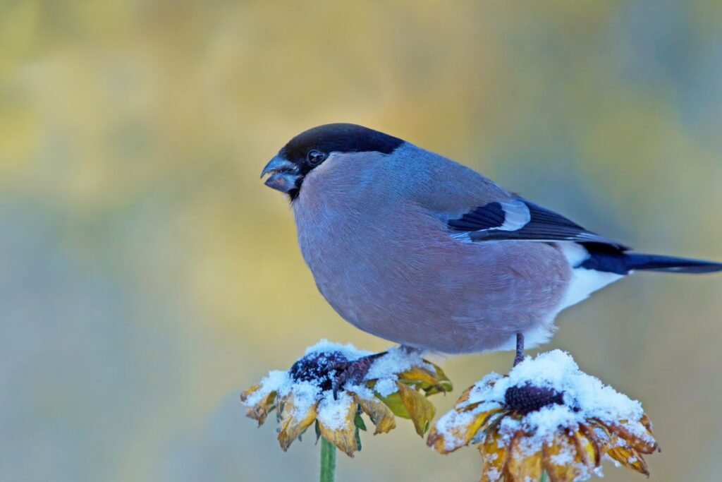 Rudeninis genėjimas tinka ne visiems