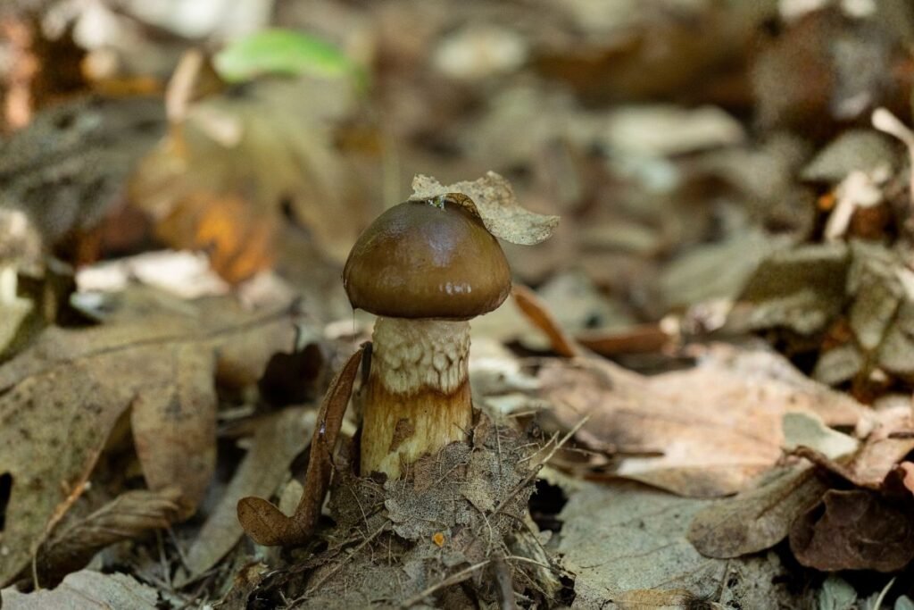 Šalninė guotė | Derlingas.lt Šalninė guotė