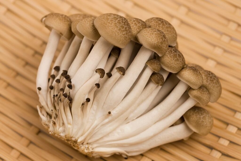 Kas yra shimeji grybai?