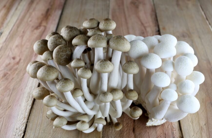 Shimeji grybai – maži grybai su didele nauda sveikatai ir unikaliomis kulinarinėmis savybėmis
