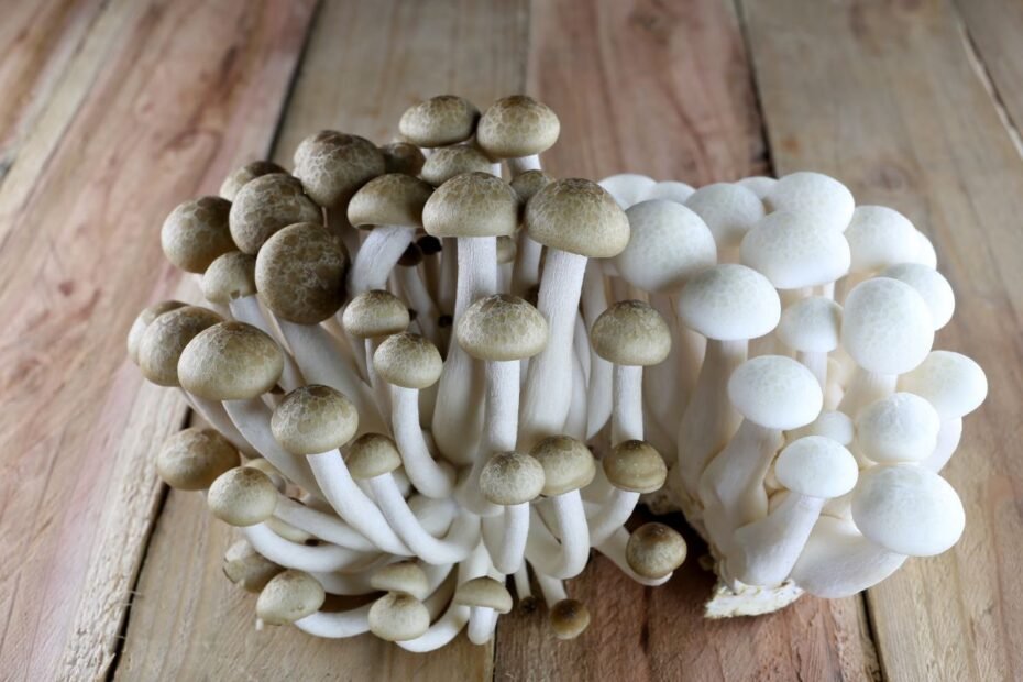 Shimeji grybai – maži grybai su didele nauda sveikatai ir unikaliomis kulinarinėmis savybėmis