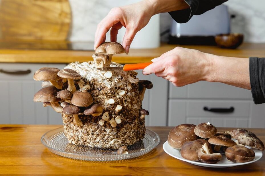Šitake grybų paruošimas: nuo valymo iki gaminimo. Tai daug paprasčiau nei galvojate!