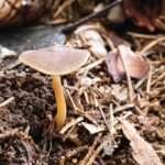 Valgomasis tampriukas – mažas, bet vertingas žiemos ir pavasario grybas