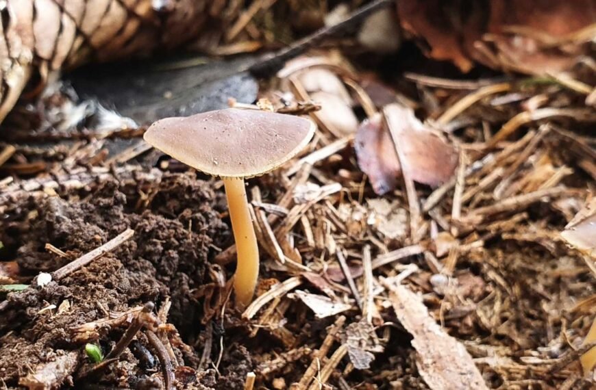 Valgomasis tampriukas – mažas, bet vertingas žiemos ir pavasario grybas