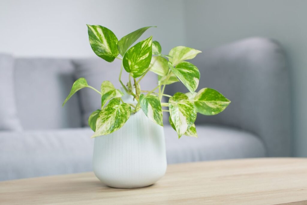 Populiariausios gėlės, kurios valo orą ir jų tikroji vertė