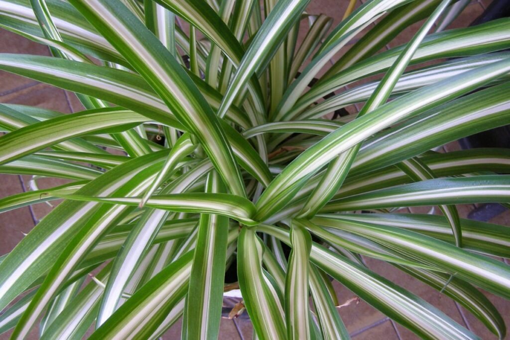 Populiariausios gėlės, kurios valo orą ir jų tikroji vertė