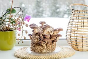 Grybų auginimas namuose – paprastas būdas turėti šviežių grybų ištisus metus