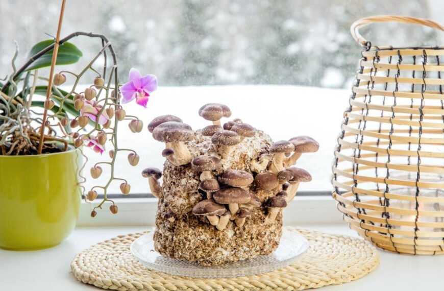 Grybų auginimas namuose – paprastas būdas turėti šviežių grybų ištisus metus