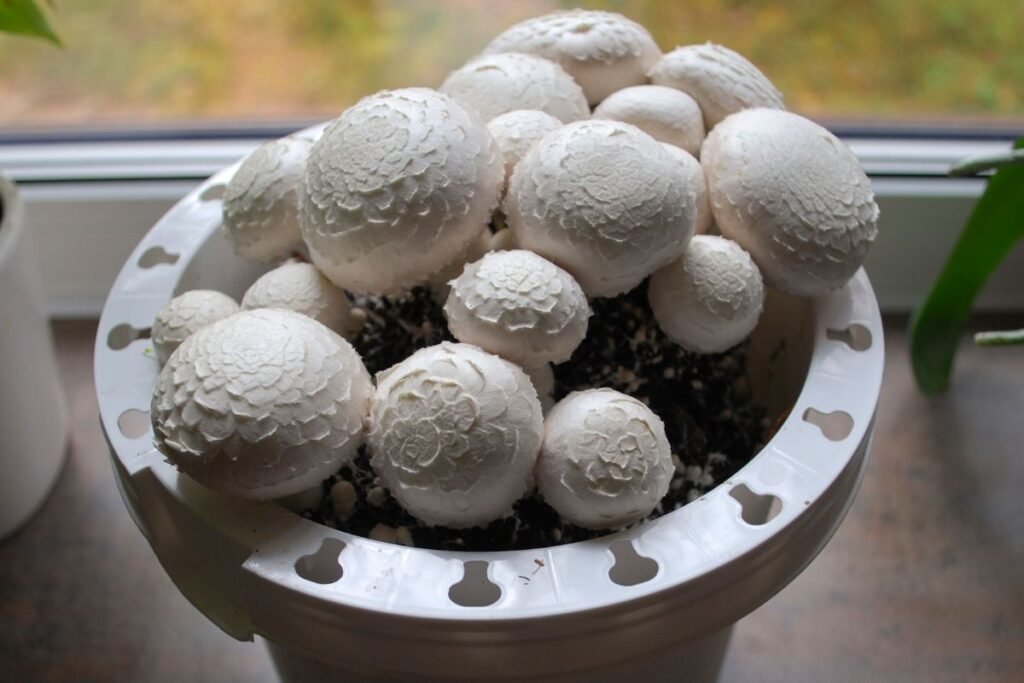 Grybų auginimas namuose: dažniausios problemos ir sprendimo būdai