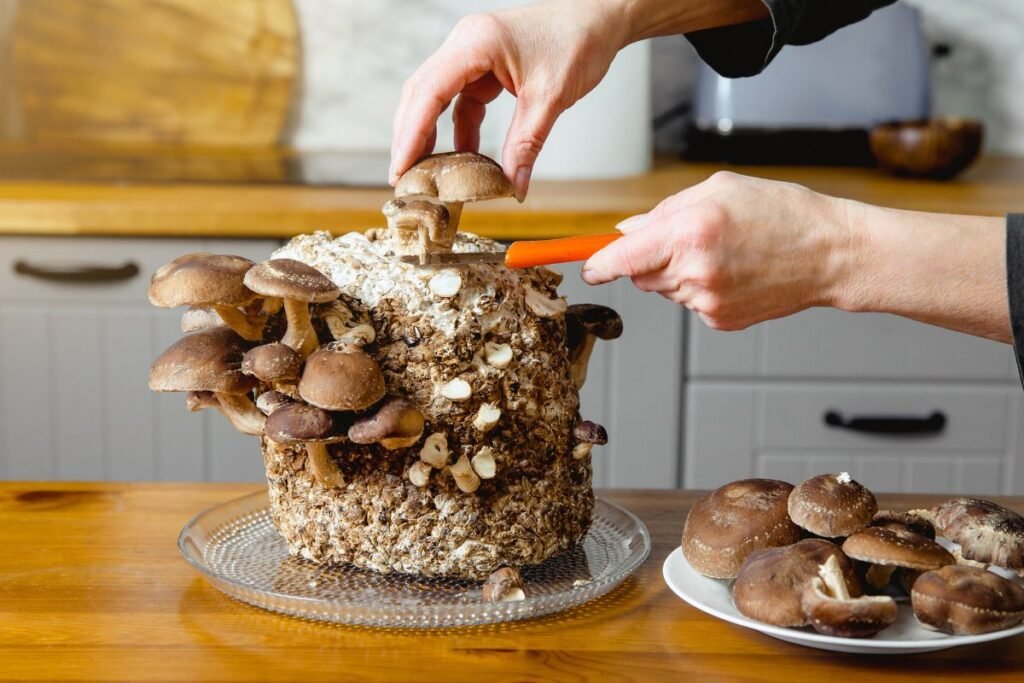 Grybų derliaus nuėmimas ir priežiūra