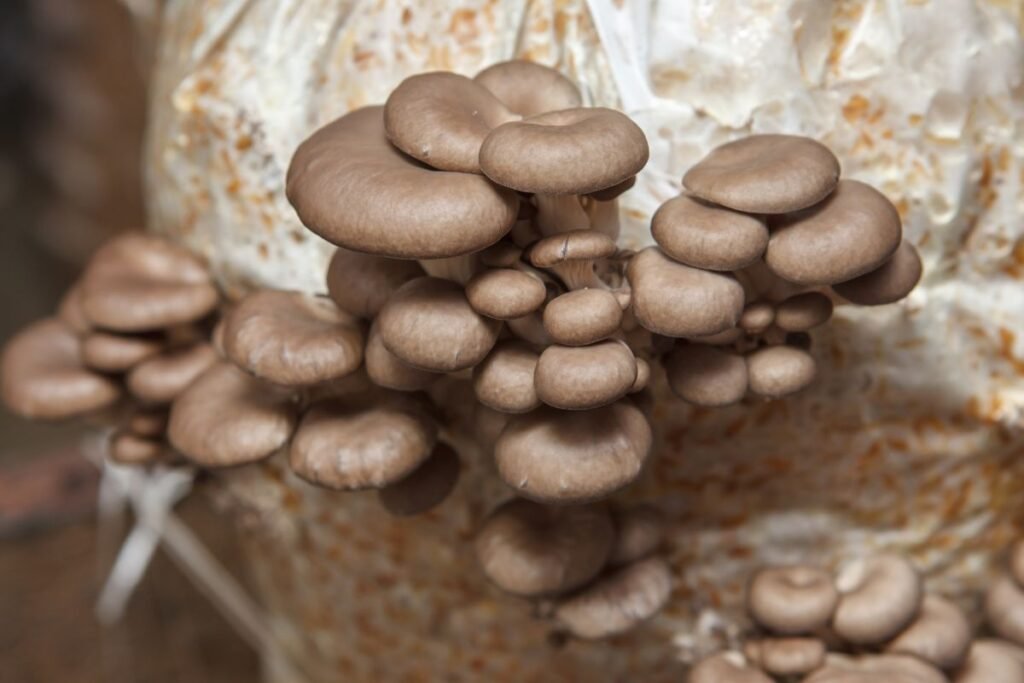 Grybų auginimas ant substrato