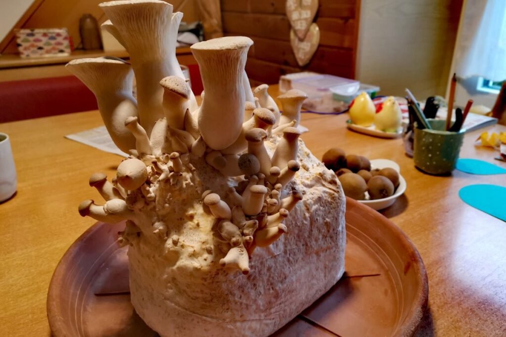 Kokius grybus tinka auginti namuose?