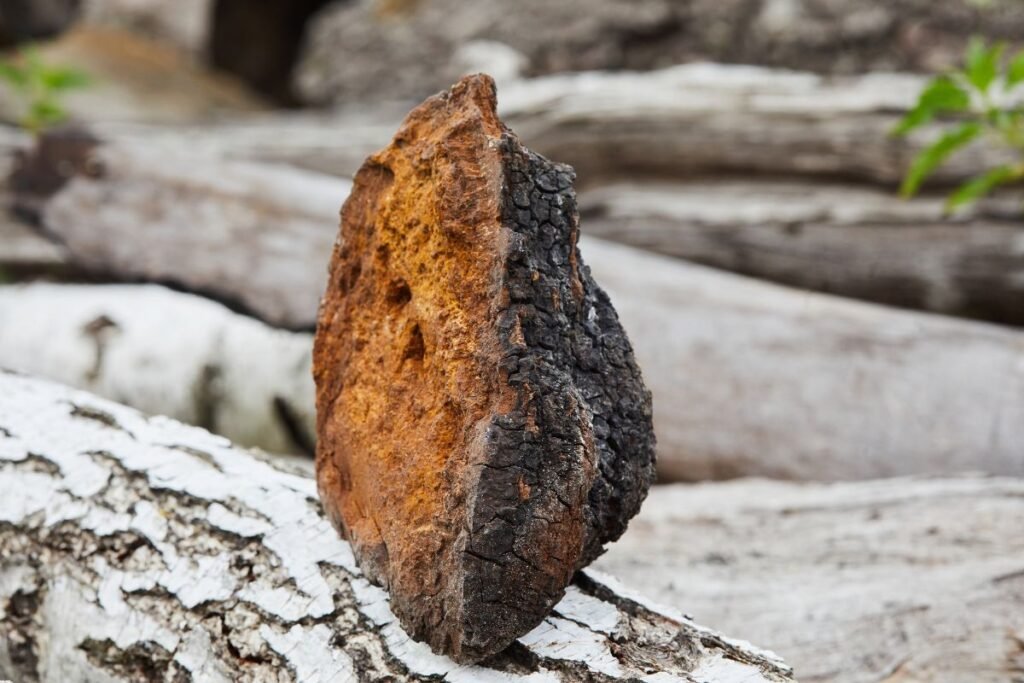 Kas yra juodasis beržo grybas?