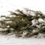 Gudrūs būdai, kaip dar gali pasitarnauti Kalėdų eglutė po švenčių