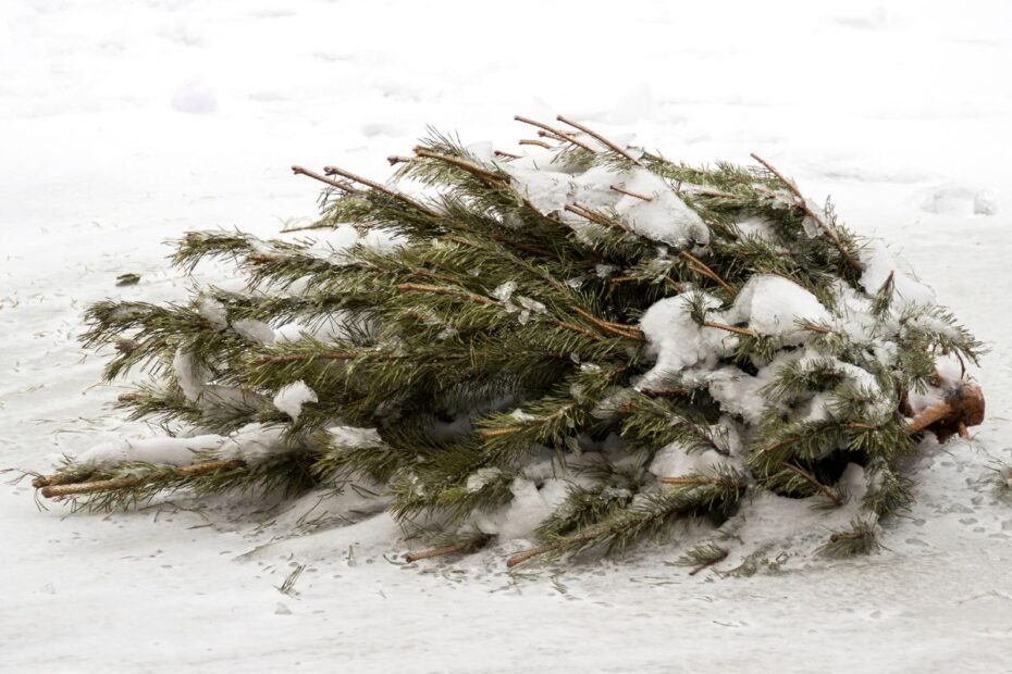 Gudrūs būdai, kaip dar gali pasitarnauti Kalėdų eglutė po švenčių