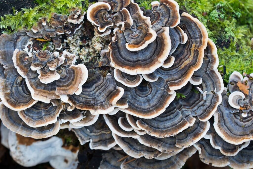 Kempė: išvaizda ir atpažinimo požymiai