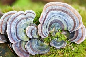 Įvairiaspalvė kempė – ne tik spalvinga, tačiau ir gydanti. Ar tikrai ji naudojama vėžio gydyme?