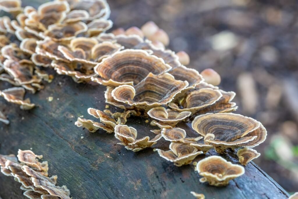 Įvairiaspalvė kempė gamtoje ir ekologijoje