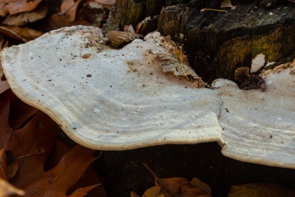 Kaip atskirti įvairiaspalvę kempę nuo kitų panašių grybų?