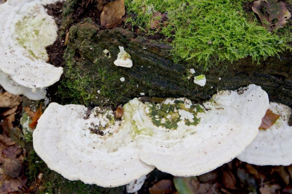 Kaip atskirti įvairiaspalvę kempę nuo kitų panašių grybų?