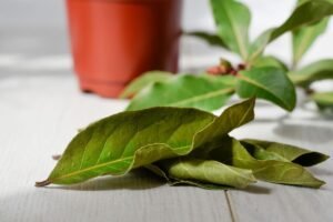 Lauro lapų nauda kambarinėms gėlėms tiesiog neįtikėtina. Įsitikinkite tuo patys!