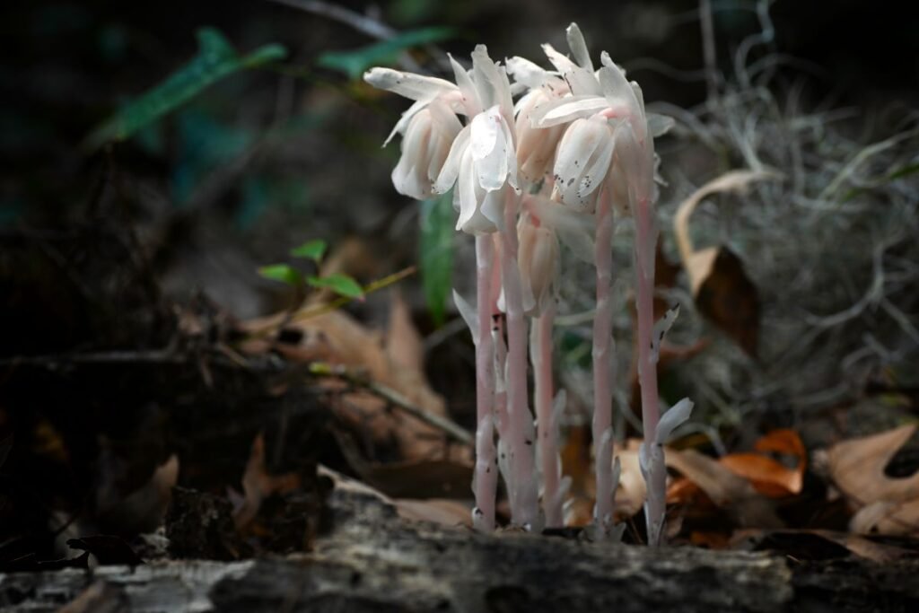 Monotropa