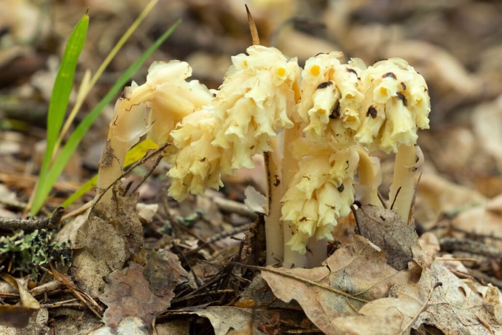 Monotropa
