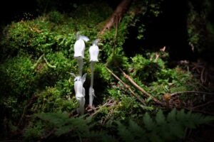 Monotropa